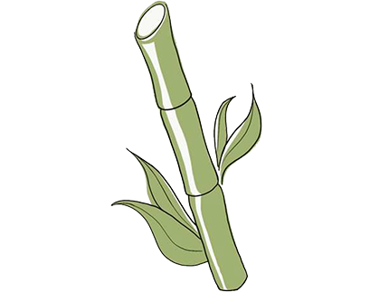 bamboo cane for sustainable packaging